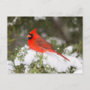 Search for juniper cards Bird