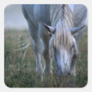 Search for horse photo stickers Photography