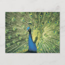 Search for tail feathers postcards Green