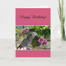 Search for african grey Bird