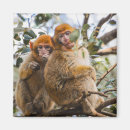 Search for cute monkey magnets Zoo