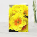 Search for primula cards Yellow