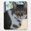 Search for pretty kitty electronics Animals