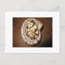 Search for pythons postcards Animals