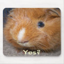 Search for pig in a electronics Guinea