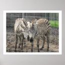 Search for zebra birthday posters Cute