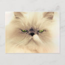 Search for himalayan cat postcards Persian