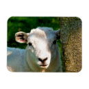 Search for white sheeps magnets Lamb