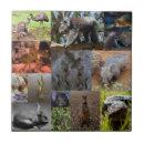 Search for captivity Wildlife