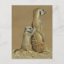 Search for botswana postcards Nature