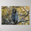Search for baboon posters Africa