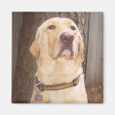 Search for bird hunt magnets Yellow lab