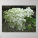 Search for white hydrangeas posters Flowers