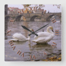 Search for swan clocks Birds