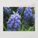 Search for blue bell flower postcards Flowers