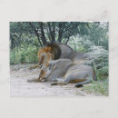 Search for male lions postcards South africa