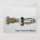Search for mallard bird invitations Duck