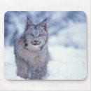 Search for big cat predators mousepads Fauna