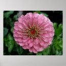 Search for pink zinnia posters Insect