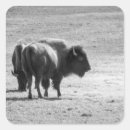 Search for bison animal stickers Nature