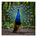 Search for peacock home decor posters School