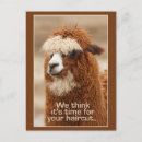 Search for alpacas postcards Photography