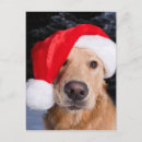 Search for golden retriever christmas cards Goldens