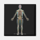 Search for nervous system Illustration