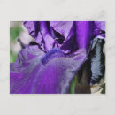 Search for deep postcards Irises