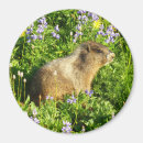 Search for marmot magnets Wildlife