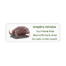 Search for dragon return address labels Lizard