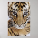 Search for endangered tigers posters Big cat