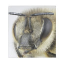 Search for head notepads Animals