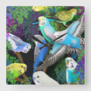 Search for budgie art Parrot