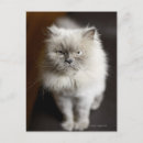 Search for himalayan cat postcards Cats