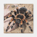 Search for tarantulas magnets Arachnid