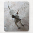 Search for ridgebacks mousepads Animal