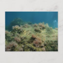 Search for scape postcards Ocean