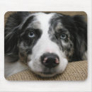 Search for blue merle mousepads Australian shepherd