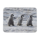 Search for chick rectangular magnets Snow