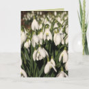 Search for spring bulb cards Floral