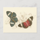 Search for butterfly postcards Blue