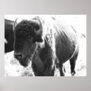 Search for white buffalo posters Black and white