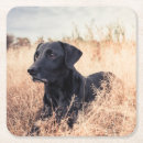 Search for black labrador coasters Pet