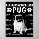 Search for anatomy chart posters Dog