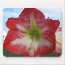 Search for amaryllis mousepads Red