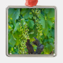 Search for grapevine christmas tree decorations Europe