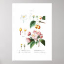 Search for crabapple posters Nature