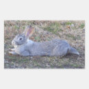 Search for cottontail gift wrap Bunnies