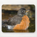Search for american robin electronics Songbird